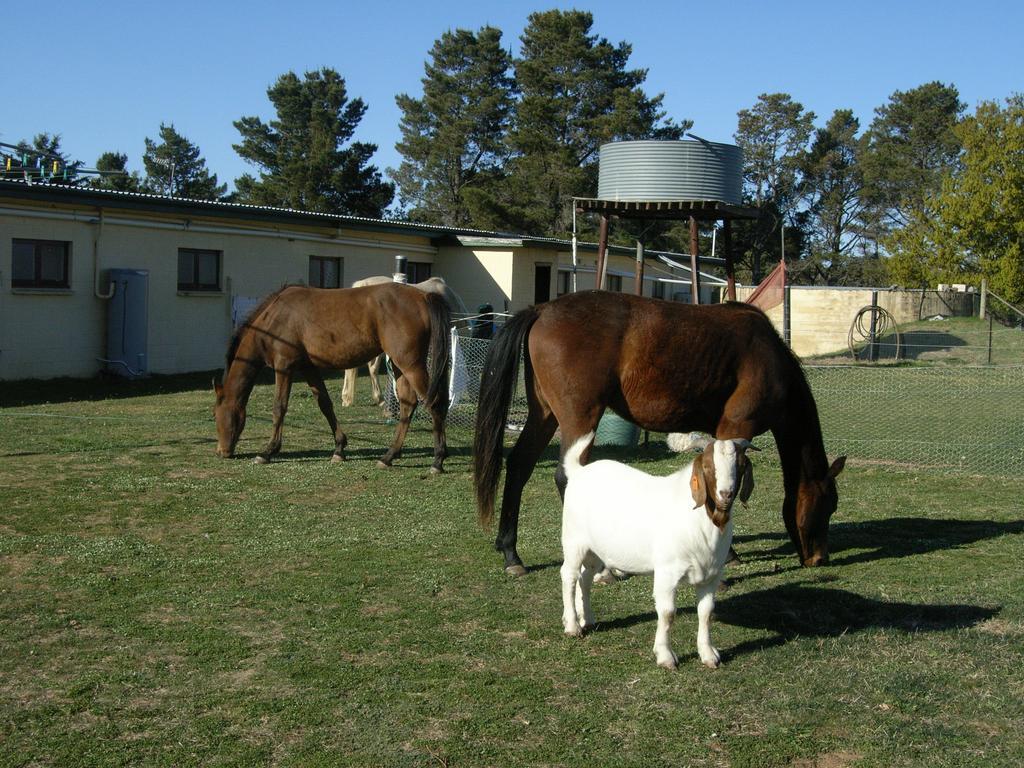 Alpine Country Motel Plus Free Coffee Cooma Bagian luar foto