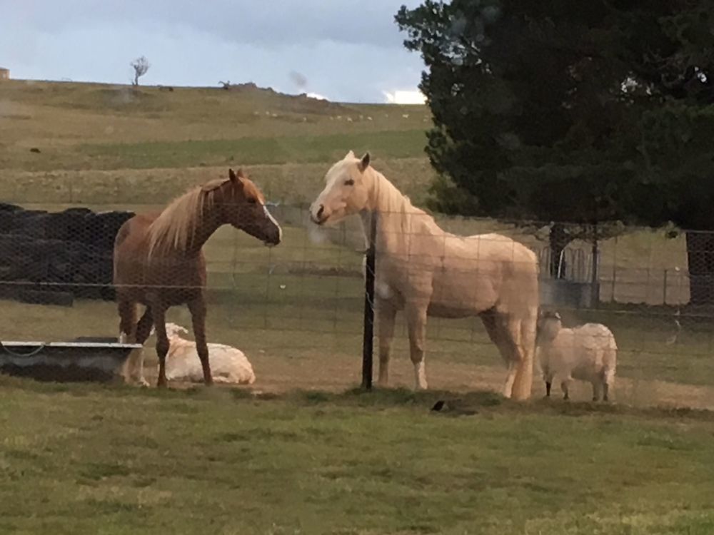 Alpine Country Motel Plus Free Coffee Cooma Bagian luar foto